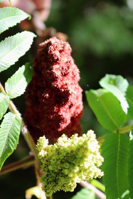 Rhus typhina - škumpa orobincová - květenství01